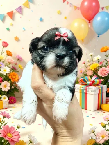 Shih tzu fêmea 