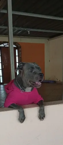 Fêmea de American Bully