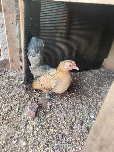 Vende  galinha Nagasaki 