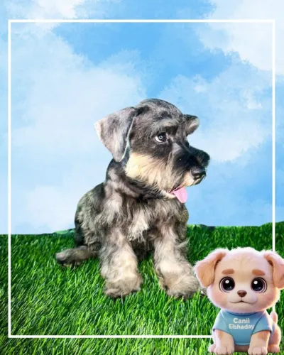 Schnauzer  femea 