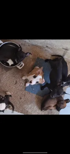 Para adoçao filhotes de cachorra vira-lata estão com 2 mêses a procura de um lar
