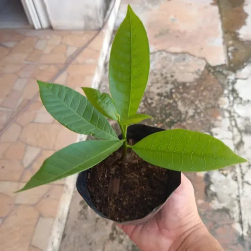Vendo muda de Caju Anão 