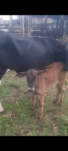 Vacas neloradas com bezerro ao pé 