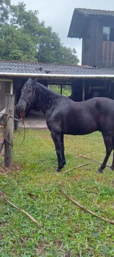 Cavalo Manga-Larga marcha batida