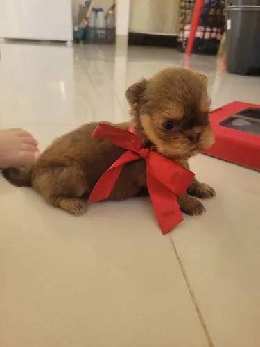 Shih-Tzu - Fêmea