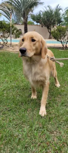 Golden Retriever Fêmea 2 Anos Castrada 