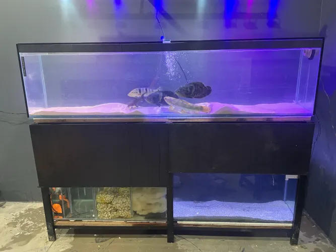 Aquario completo 500lt