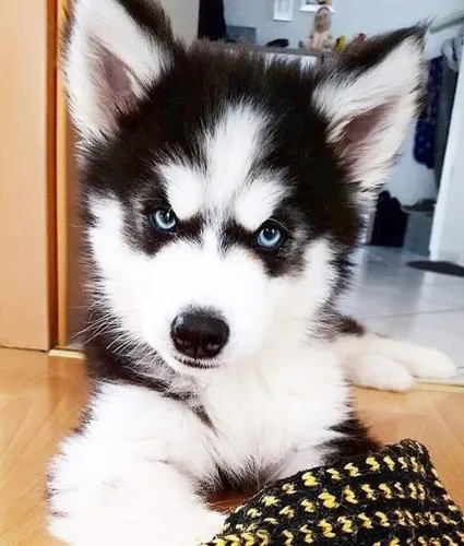 Cachorro filhote Husky com ótima genética e saúde garantida