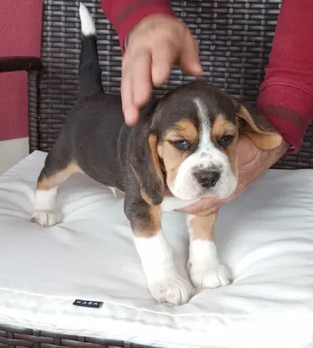 Beagle Filhotes com Pedigree e garantia de saude