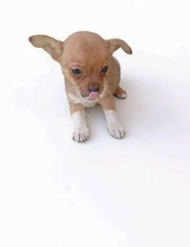 Pequeno no tamanho, gigante no carinho Pinscher macho
