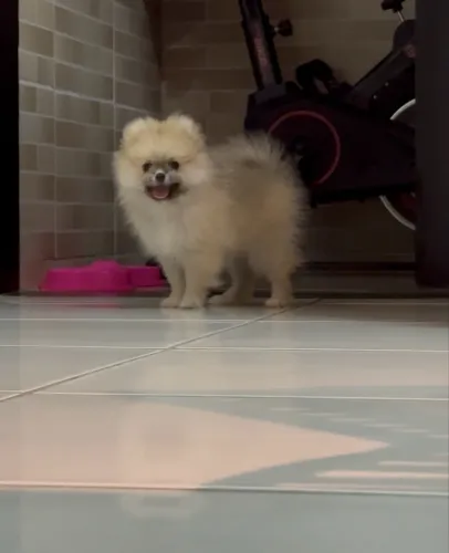 Cachorra fêmea Lulu da Pomerânia 