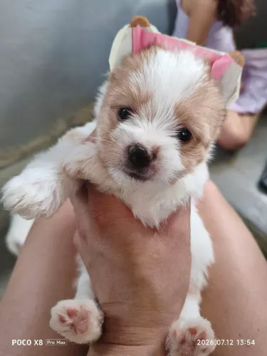 Yorkshire Golddust Terrier