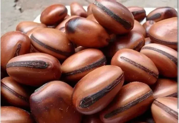 Lote Sementes de Mucunã
