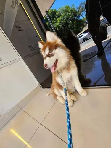 Troca-se husky por lulu