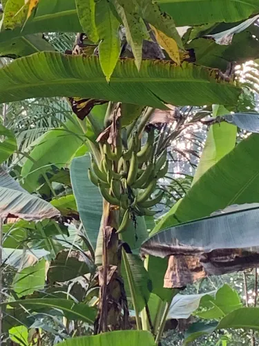 Venda