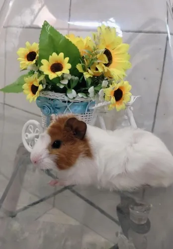 Porquinho da índia