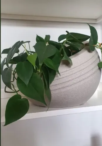 VASO DE PLANTA INCLINATO
