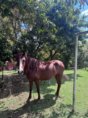 Égua Mangalarga Marchador