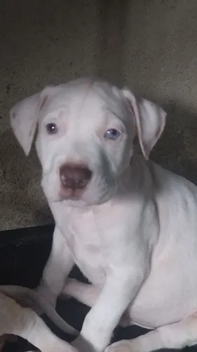 Filhotes de Dogo Argentino