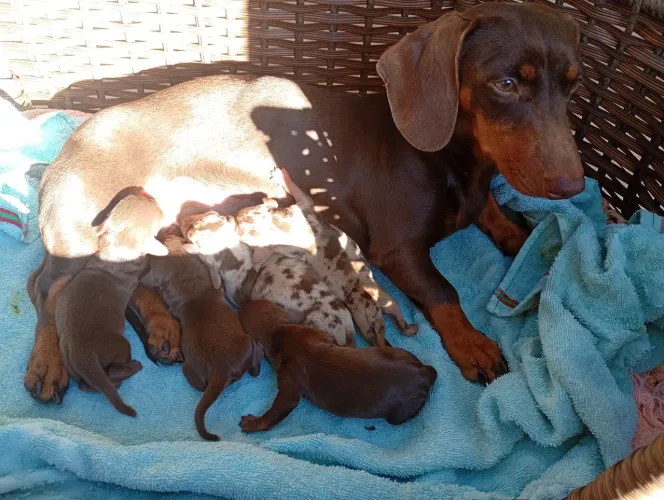 Filhotes de dachshund para reserva 