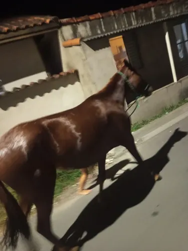 Cavalo égua