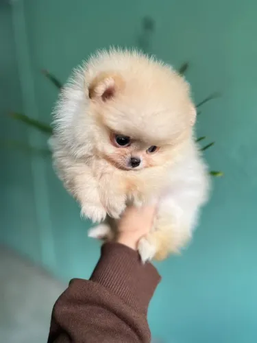 Filhote de Lulu da Pomerânia Anão