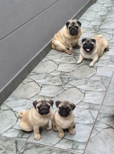 Filhote de Pug