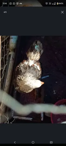 Brahma macho - 6 meses 