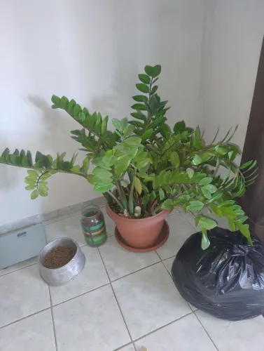 Plantas