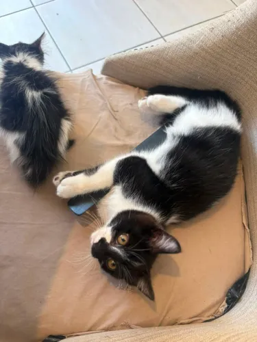 Doa-se Gatos Filhotes - Machos 
