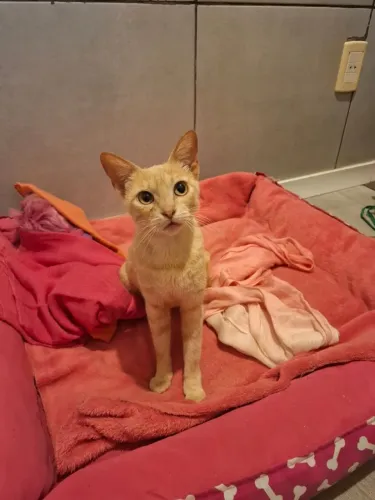 Adote linda gata amarela castradinha
