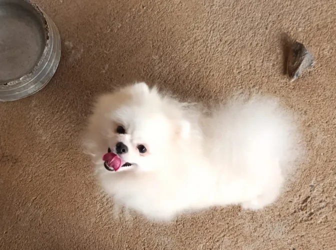 Spitz alemão anão 