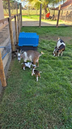 Mini Cabra/ Mini bode / criação 