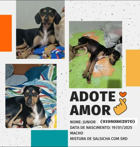 doação cachorro srd misturado com salsicha 