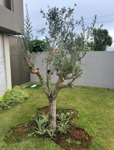 Oliveira, árvore santa