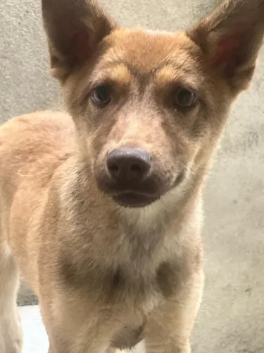 Animais de estimação