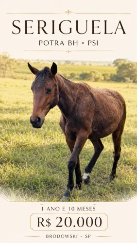 Potra (cavalo) BH x PSI nascimento 12/10/2024
