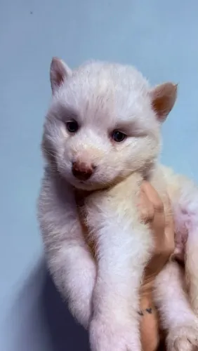 Husky siberiano macho