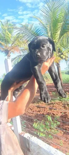 cane corso fêmeas