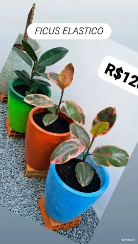 PLANTA + VASO IGUAL NA FOTO , FAÇO A ENTREGA 