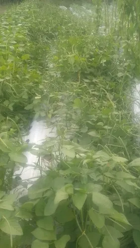 Vendo feijão verde descascado 