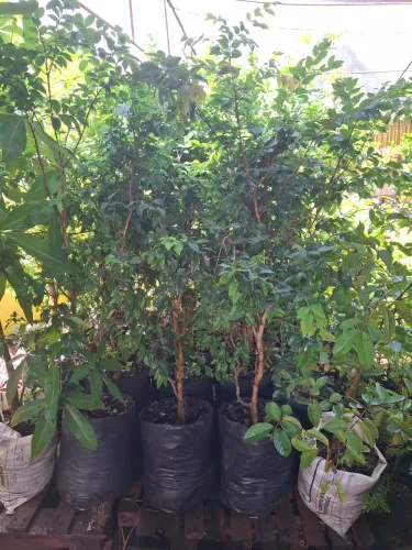 MUDAS DE JABUTICABA HÍBRIDA PRODUZINDO 