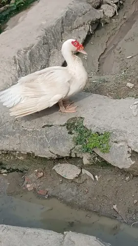 Vendo patos 