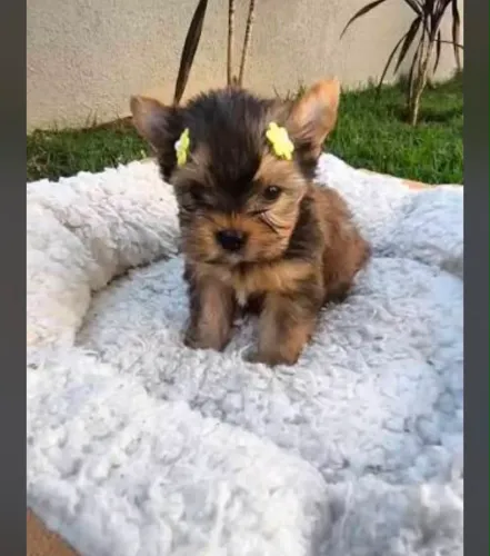 Filhote Linda de Shih-Tzu com Shih-Tzu (Misturinha Especial)! ?