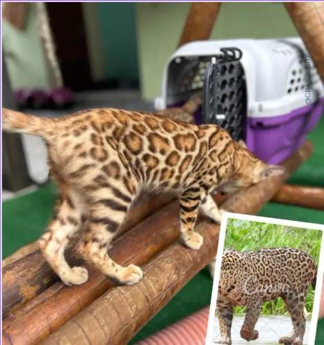Gato Bengal Excelente linhagem (Filhotes)