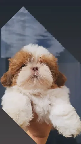 Família Eu amo shih-tzu disponibiliza 2 lindos machinhos