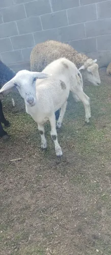 Ovelha 