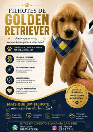 GOLDEN RETRIEVER DISPONIVEL