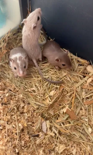 Vendo filhotes de Gerbil (Esquilo da Mongólia)