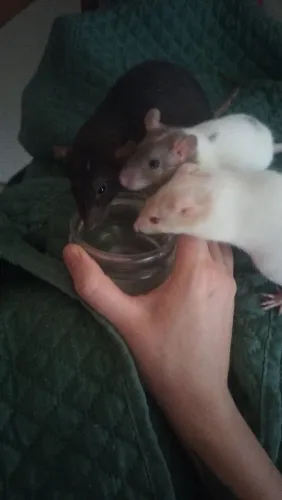 4 ratas fêmeas 